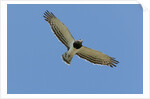 Black Chested Snake Eagle (Circaetus pectoralis) in blue sky by Anonymous