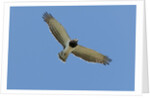 Black Chested Snake Eagle (Circaetus pectoralis) in blue sky by Anonymous