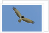 Black Chested Snake Eagle (Circaetus pectoralis) in blue sky by Anonymous