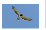 Black Chested Snake Eagle (Circaetus pectoralis) in blue sky by Anonymous