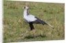 Secretary Bird (Sagittarius serpentarius) by Anonymous