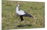Secretary Bird (Sagittarius serpentarius) by Anonymous
