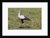 Secretary Bird (Sagittarius serpentarius) by Anonymous