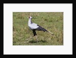 Secretary Bird (Sagittarius serpentarius) by Anonymous