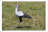 Secretary Bird (Sagittarius serpentarius) by Anonymous