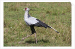 Secretary Bird (Sagittarius serpentarius) by Anonymous