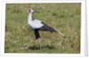 Secretary Bird (Sagittarius serpentarius) by Anonymous