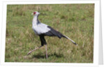 Secretary Bird (Sagittarius serpentarius) by Anonymous