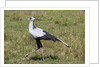 Secretary Bird (Sagittarius serpentarius) by Anonymous