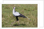 Secretary Bird (Sagittarius serpentarius) by Anonymous