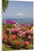 rose garden adds beauty to Mt.Hood from Pittock Mansion. Portland Oregon. Pacific Northwest. by Anonymous