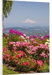 rose garden adds beauty to Mt.Hood from Pittock Mansion. Portland Oregon. Pacific Northwest. by Anonymous