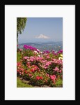 rose garden adds beauty to Mt.Hood from Pittock Mansion. Portland Oregon. Pacific Northwest. by Anonymous