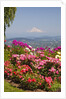 rose garden adds beauty to Mt.Hood from Pittock Mansion. Portland Oregon. Pacific Northwest. by Anonymous