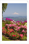 rose garden adds beauty to Mt.Hood from Pittock Mansion. Portland Oregon. Pacific Northwest. by Anonymous