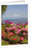 rose garden adds beauty to Mt.Hood from Pittock Mansion. Portland Oregon. Pacific Northwest. by Anonymous