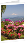rose garden adds beauty to Mt.Hood from Pittock Mansion. Portland Oregon. Pacific Northwest. by Anonymous