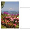 rose garden adds beauty to Mt.Hood from Pittock Mansion. Portland Oregon. Pacific Northwest. by Anonymous