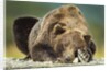 Brown Bear, Katmai National Park, Alaska by Anonymous