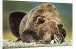 Brown Bear, Katmai National Park, Alaska by Anonymous
