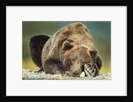 Brown Bear, Katmai National Park, Alaska by Anonymous