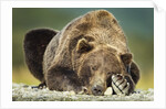 Brown Bear, Katmai National Park, Alaska by Anonymous