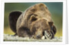 Brown Bear, Katmai National Park, Alaska by Anonymous