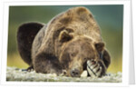 Brown Bear, Katmai National Park, Alaska by Anonymous