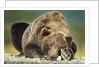 Brown Bear, Katmai National Park, Alaska by Anonymous