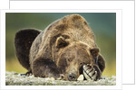 Brown Bear, Katmai National Park, Alaska by Anonymous