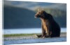 Brown Bear, Katmai National Park, Alaska by Anonymous