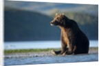 Brown Bear, Katmai National Park, Alaska by Anonymous