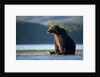 Brown Bear, Katmai National Park, Alaska by Anonymous