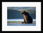 Brown Bear, Katmai National Park, Alaska by Anonymous