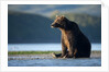 Brown Bear, Katmai National Park, Alaska by Anonymous