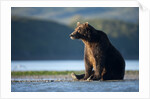Brown Bear, Katmai National Park, Alaska by Anonymous