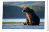 Brown Bear, Katmai National Park, Alaska by Anonymous
