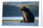 Brown Bear, Katmai National Park, Alaska by Anonymous