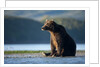 Brown Bear, Katmai National Park, Alaska by Anonymous