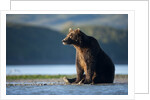 Brown Bear, Katmai National Park, Alaska by Anonymous