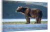 Brown Bear, Katmai National Park, Alaska by Anonymous