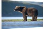 Brown Bear, Katmai National Park, Alaska by Anonymous