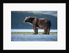 Brown Bear, Katmai National Park, Alaska by Anonymous
