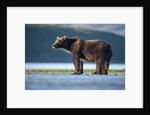 Brown Bear, Katmai National Park, Alaska by Anonymous