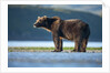 Brown Bear, Katmai National Park, Alaska by Anonymous