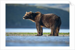 Brown Bear, Katmai National Park, Alaska by Anonymous
