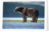 Brown Bear, Katmai National Park, Alaska by Anonymous