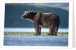 Brown Bear, Katmai National Park, Alaska by Anonymous