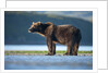 Brown Bear, Katmai National Park, Alaska by Anonymous
