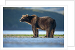 Brown Bear, Katmai National Park, Alaska by Anonymous
